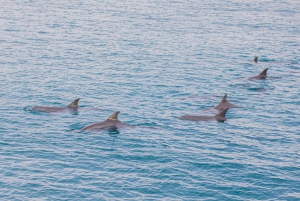 Phuket Dolphin Quest: Racha & Maiton Island Ekspedition