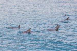 Phuket Dolphin Quest: Expedição às ilhas Racha e Maiton