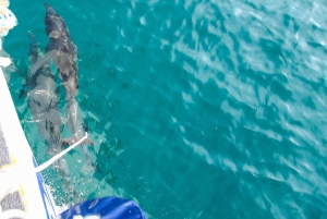 Phuket Dolphin Quest: Racha & Maiton Island Expedition