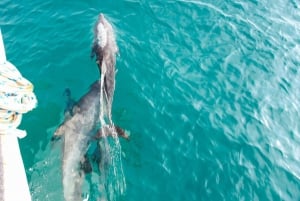 Phuket Dolphin Quest: Racha & Maiton Island Expedition