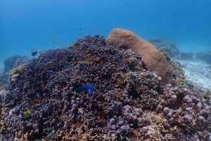 Phuket Dolfijn Zoektocht: Expeditie naar Racha & Maiton eiland