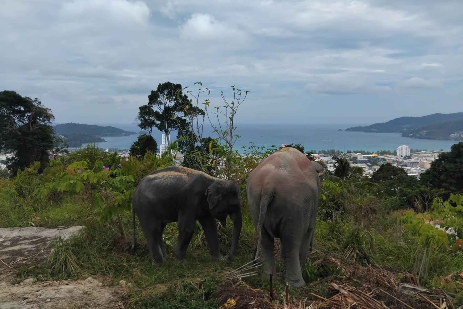 Phuket: ekologiczna wycieczka z przewodnikiem po sanktuarium słoni
