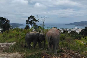 Phuket: ekologiczna wycieczka z przewodnikiem po sanktuarium słoni