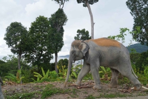 Phuket: ekologiczna wycieczka z przewodnikiem po sanktuarium słoni