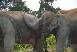 Phuket: ekologiczna wycieczka z przewodnikiem po sanktuarium słoni