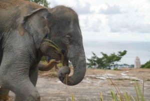 Phuket: ekologiczna wycieczka z przewodnikiem po sanktuarium słoni