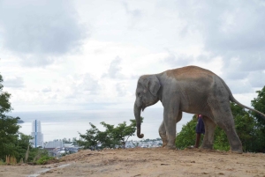 Phuket: ekologiczna wycieczka z przewodnikiem po sanktuarium słoni
