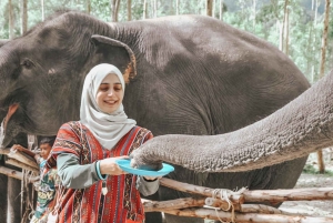 Phuket: Halvdag eller 2-timmars etisk elefantvård i fristad