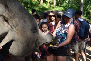 Phuket: Puoli päivää tai 2 tuntia eettistä elefanttien hoitoa pyhäkössä