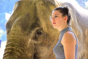 Phuket : programme d'alimentation des éléphants