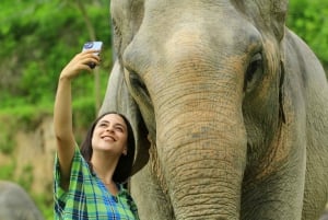 Phuket: Elefantmatningsprogram