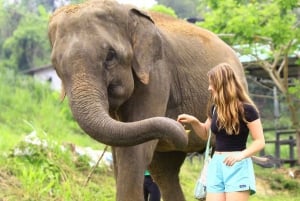 Phuket : programme d'alimentation des éléphants