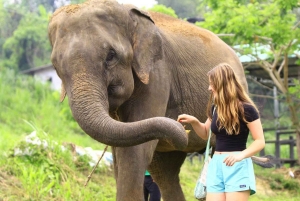 Phuket: programma di alimentazione degli elefanti