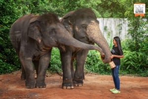 Phuket: Ethisches Fütterungserlebnis im Elefanten-Dschungel-Schutzgebiet