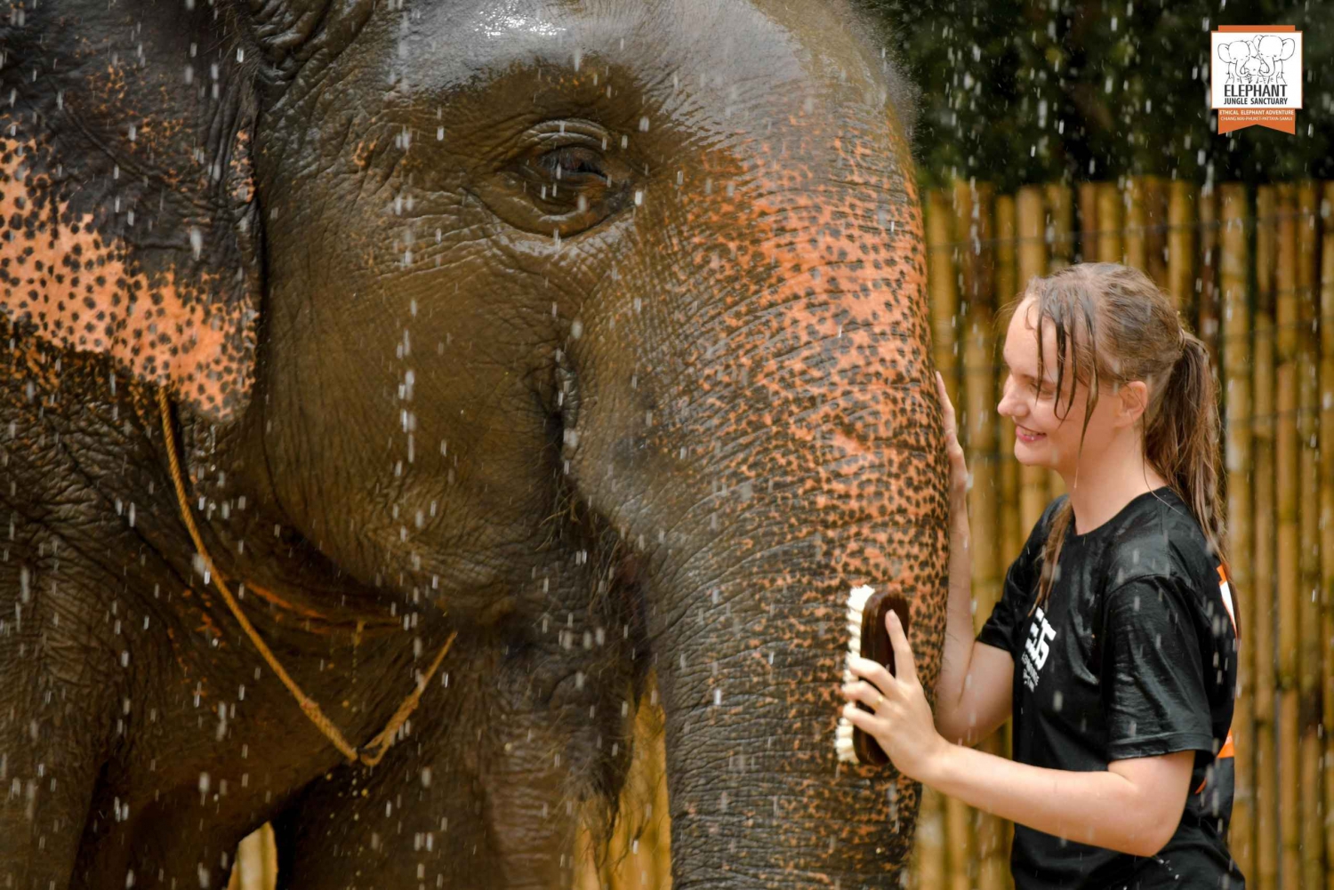 From Phuket: Elephant Jungle Sanctuary Feed and Shower Trip