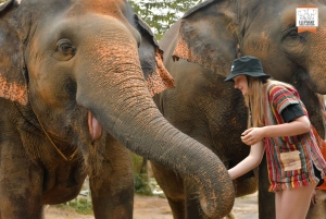 Phuket: Elephant Jungle Sanctuary Ethical Feeding Experience