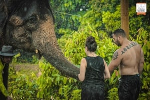 Phuket: Visita de meio dia ao santuário de elefantes na selva com refeição