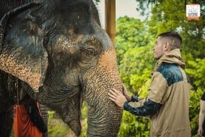 Phuket: Visita de meio dia ao santuário de elefantes na selva com refeição