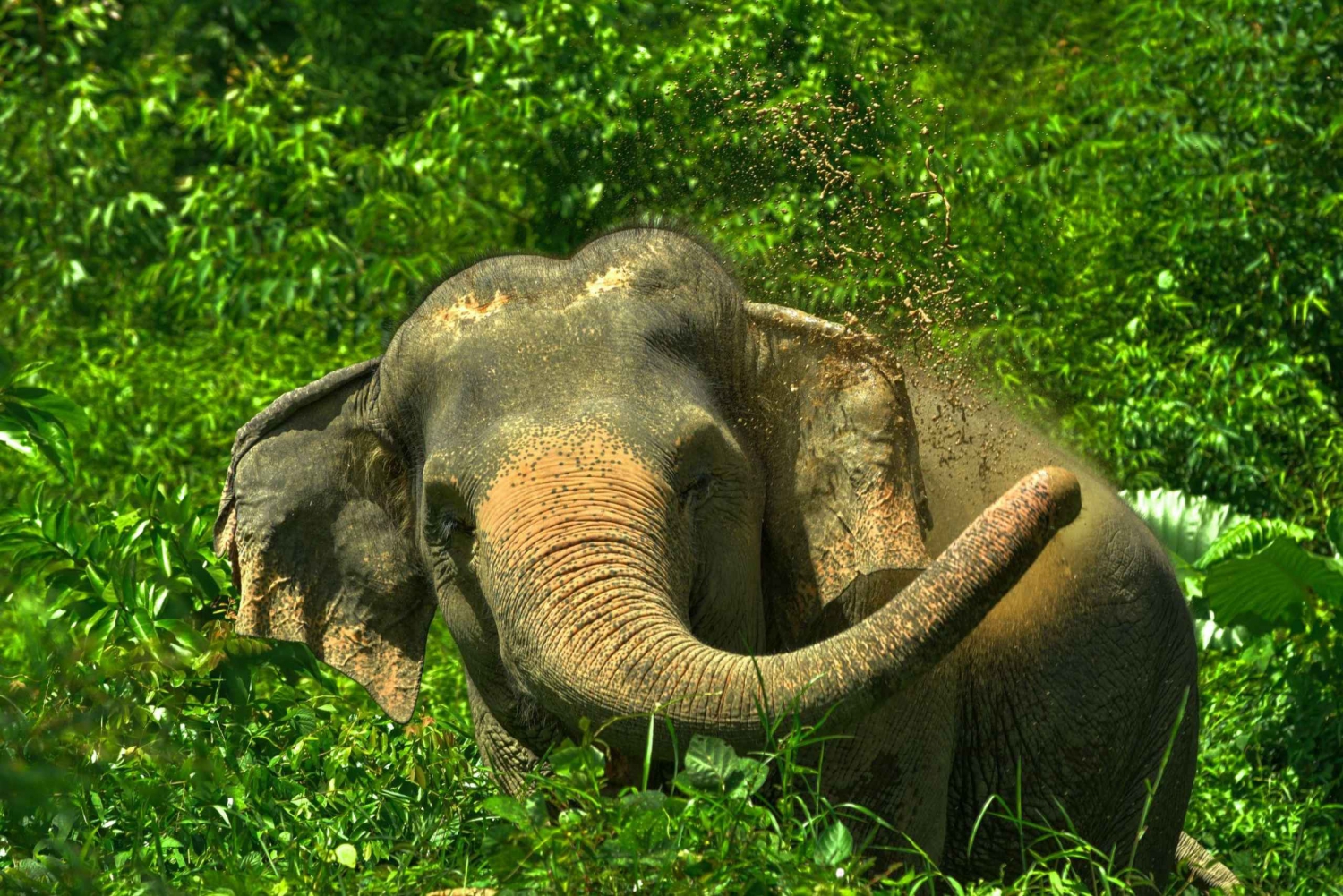 Phuket: Elephant Jungle Sanctuary 'Se på meg'-opplevelse