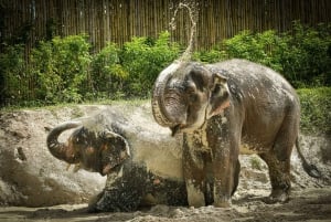 Phuket: Elephant Jungle Sanctuary 'Kijk naar mij' ervaring