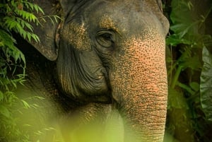 Phuket : Le sanctuaire de la jungle des éléphants : l'expérience 'Watch Me' (regardez-moi)