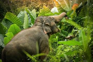 Phuket: Experiencia 'Mírame' en el Santuario de la Selva de Elefantes