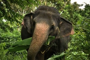 Пхукет: опыт заповедника в джунглях слонов «Смотри на меня»
