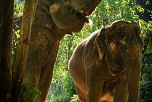 Phuket: Doświadczenie 'Obserwuj mnie' w Sanktuarium Dżungli Słoni
