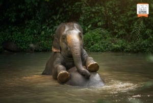 Phuket: Experiência 'Watch Me' no Elephant Jungle Sanctuary