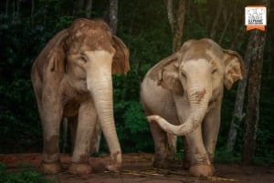 Phuket: Experiência 'Watch Me' no Elephant Jungle Sanctuary