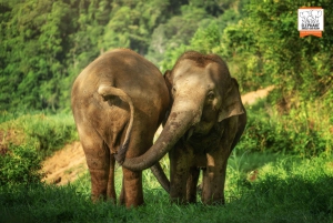 Phuket: Experiência 'Watch Me' no Elephant Jungle Sanctuary