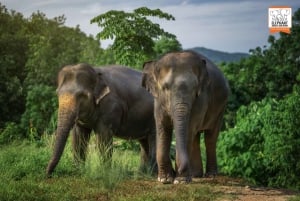 Phuket: Experiência 'Watch Me' no Elephant Jungle Sanctuary