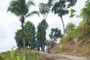 Phuket: Elephant Sanctuary Tour with Transfer