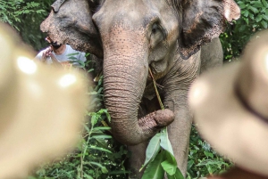 Phuket Elephant Nature Reserve: 90 minutters elefantoplevelse