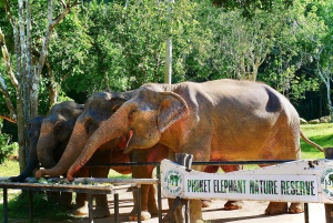 Phuket Elephant Nature Reserve: 90 minutters elefantoplevelse