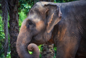 Phuket Elephant Nature Reserve: 90 minutters elefantoplevelse