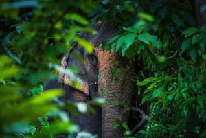 Phuket Elephant Nature Reserve: 90 minutters elefantoplevelse