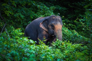Phuket Elephant Nature Reserve: 90 minutters elefantoplevelse