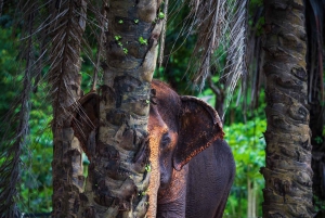 Phuket Elephant Nature Reserve: 90 minutters elefantoplevelse