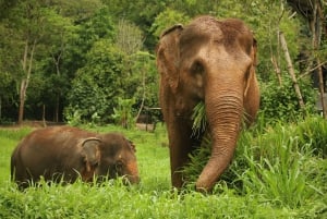 Phuket: Adgangsbillet til elefantnaturreservat og guidet tur