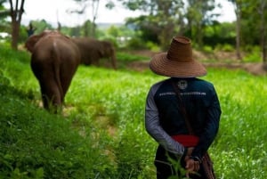 Phuket: Elephant Nature Reserve Entry Ticket and Guided Tour