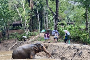 Phuket: Biglietto d'ingresso alla riserva naturale degli elefanti e tour guidato