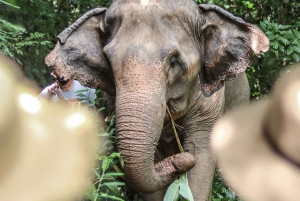 Phuket: Inngangsbillett til elefantnaturreservat og guidet tur