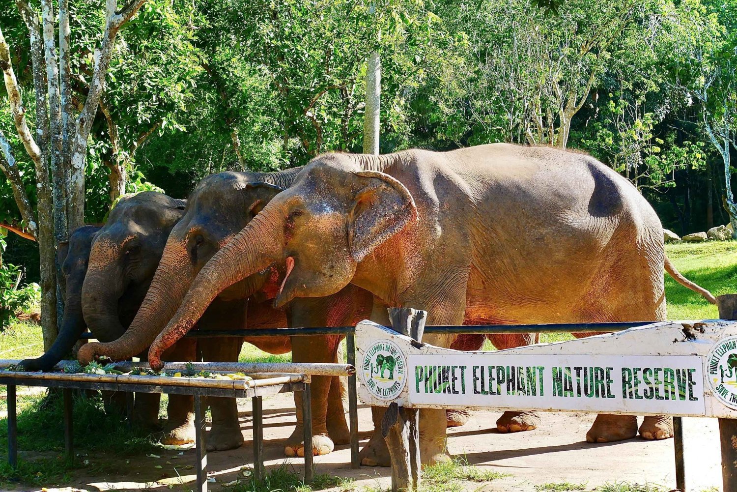 Phuket Elephant Nature Reserve - Half Day Elephant Adventure