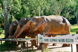 Phuket Elephant Nature Reserve - Aventura de meio dia com elefantes