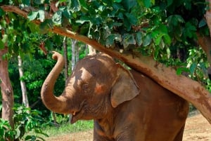 Phuket Elephant Nature Reserve - Aventura de meio dia com elefantes