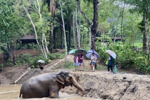 Phuket Elephant Nature Reserve - Aventura de meio dia com elefantes