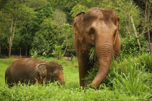 Phuket Elephant Nature Reserve - Aventura de meio dia com elefantes