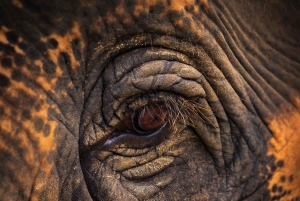 Phukets naturreservat för elefanter - halvdagsäventyr med elefanter