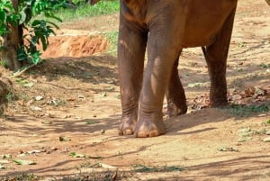 Phukets naturreservat för elefanter - halvdagsäventyr med elefanter